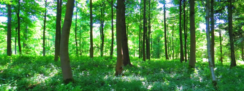 The benefits of relaxing outdoors