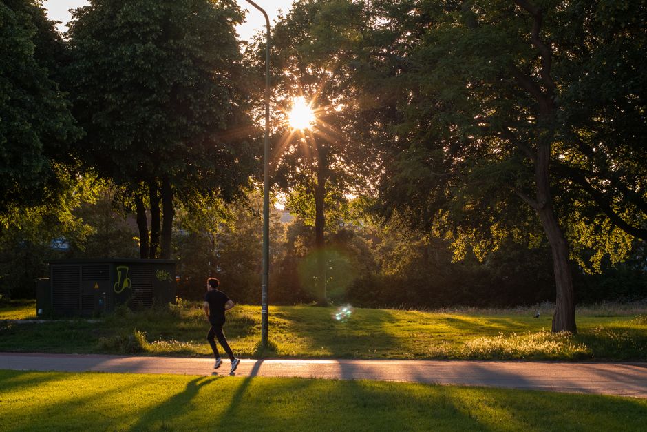 Sunlight through trees over a park path in the early morning